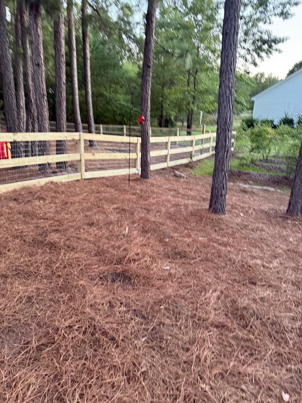 Wood rail fence with wire mesh among tall pines